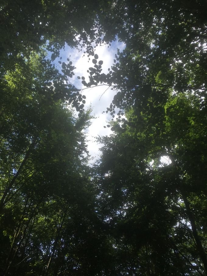 Op dit moment zijn er nog geen nieuwe sessies gepland.

Meditatie heeft al vanaf een paar minuten per dag positieve gevolgen voor je gezondheid en geluksbeleving. Wanneer je mediteert kom je op de eerste plaats tot rust. Je laat stress los en krijgt overzicht in je leven. Het helpt je te ontspannen en je leert jezelf beter kennen. Je komt als het ware dichter bij je ware aard. Meditatie kan ook een spirituele belevenis zijn.

Daarbij heeft meditatie ook een groot aantal gezondheidsvoordelen. Meditatie verlaagt daadwerkelijk de concentratie stress-hormoon in je lichaam. Je bloeddruk neemt af en je lichaam kalmeert en herstelt zich. Wanneer je stress kunt beheersen wordt je lichaam gezonder.

Een avond helemaal voor jezelf, tot rust komen, ontladen en opladen...


